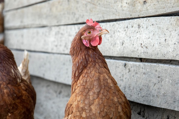 Poulet rouge sur un fond enneigé flou