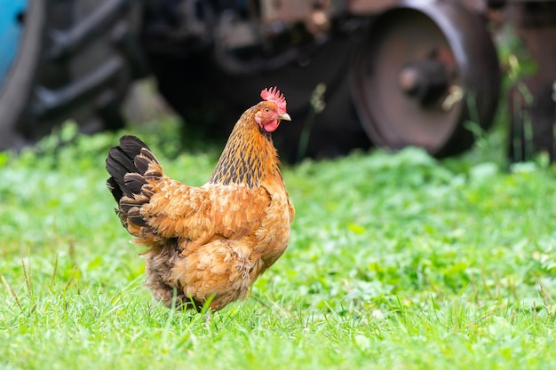 Poulet sain dans le jardinx9