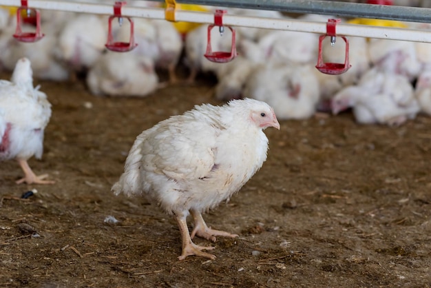 Un poulet se tient dans une grange avec un cintre en plastique rouge suspendu sur le côté.