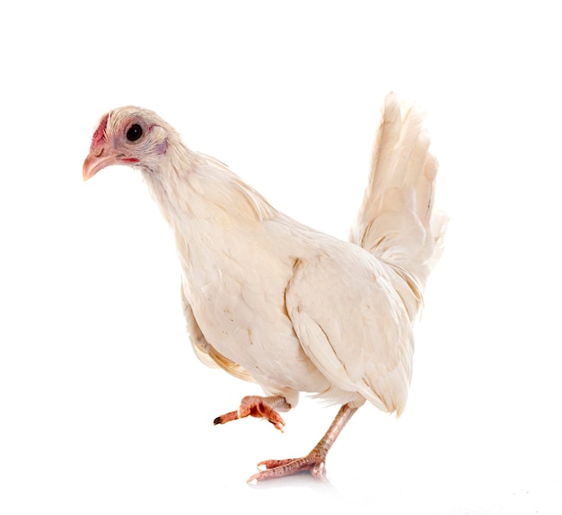 Poulet Serama devant fond blanc