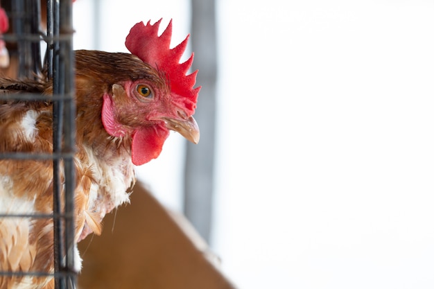 Poulet à l&#39;usine