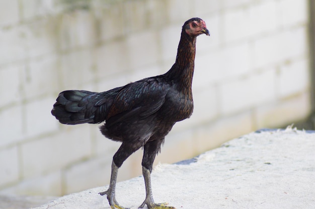 Poulet vivant à l'extérieur