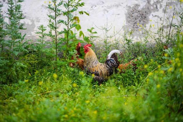 Poulet