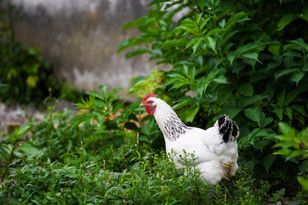 Poulet