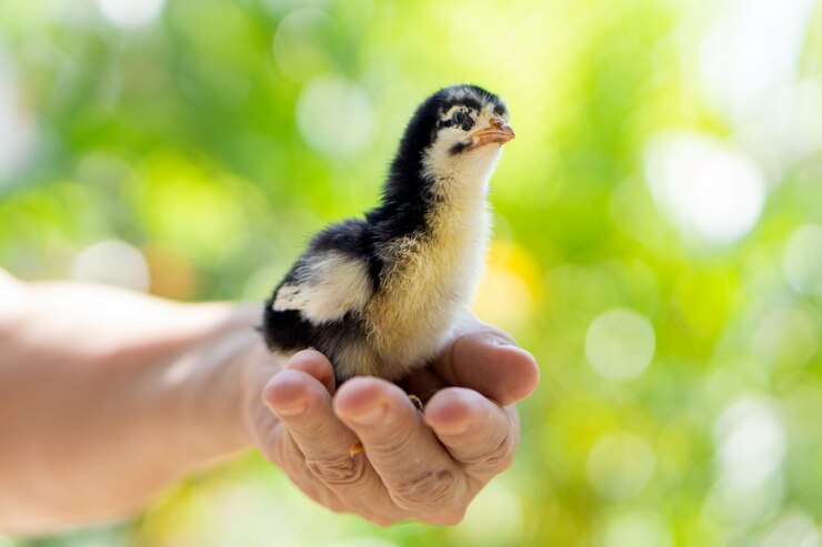 poulet