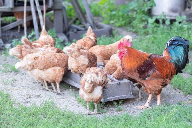 Des poulets et un beau coq picorent le grain de la mangeoire près du poulailler