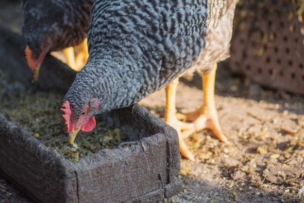 Poulets bio dans une ferme familiale