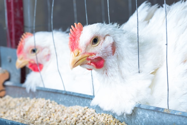 Poulets blancs dans une ferme avicole