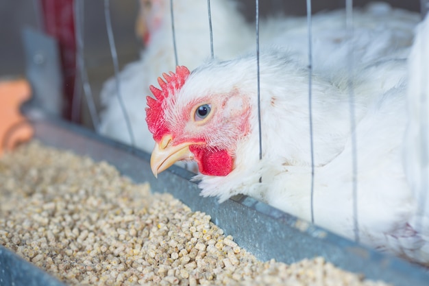 Poulets blancs dans une ferme avicole