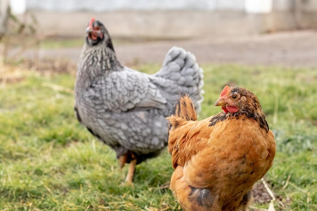 Poulets bruns et gris de race pure dans le jardin sur l'herbe Élevage de poulets à la ferme