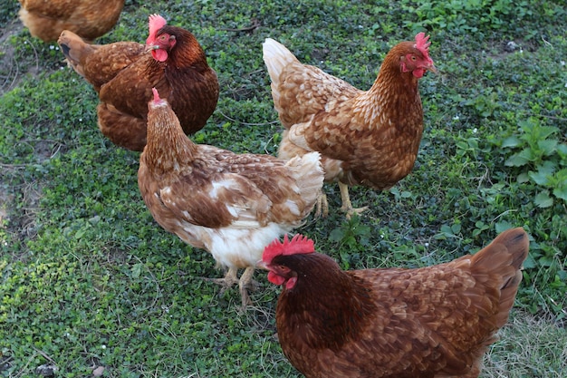 Photo les poulets bruns marchent sur l'herbe