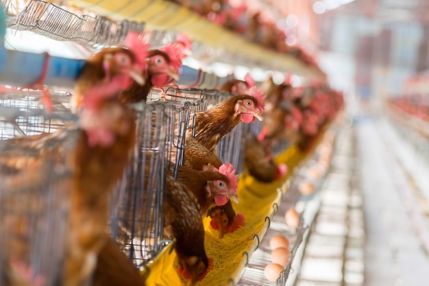 Poulets en cage au marché