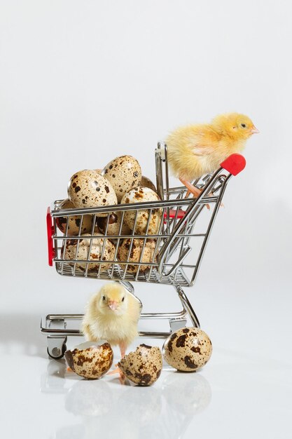 Photo des poulets de caille avec un panier d'œufs de caille le concept de panier et de ventes d'épicerie en magasin