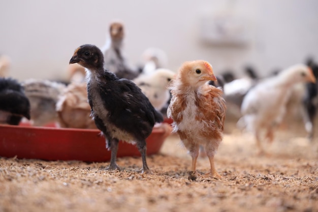 Des poulets colorés à la ferme avicole