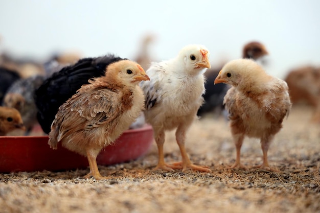 Photo des poulets colorés à la ferme avicole