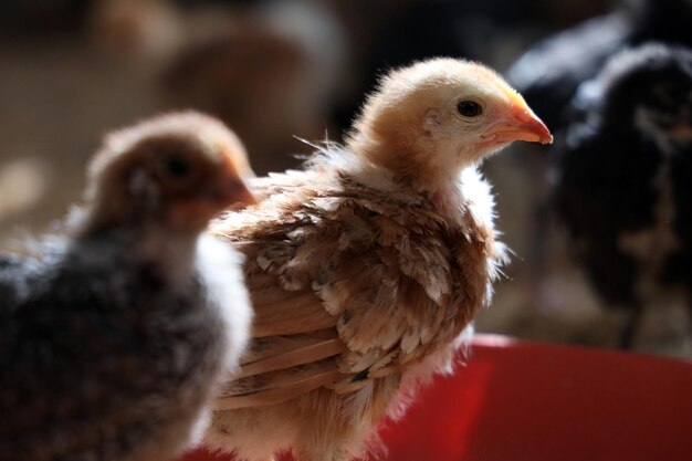 Des poulets colorés à la ferme avicole