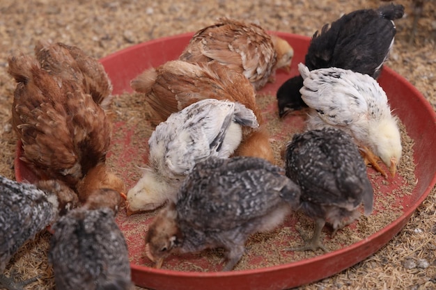 Photo des poulets colorés à la ferme avicole