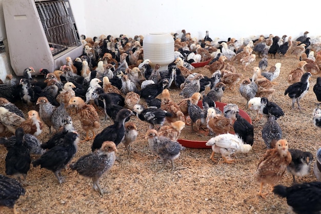 Des poulets colorés à la ferme avicole