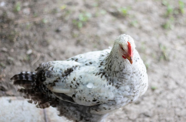 Poulets sur le concept de volaille de la ferme Poulet blanc en vrac à l'extérieur Oiseau drôle dans une ferme bio Oiseaux domestiques dans une ferme en plein air Élevage de poulets Promenade dans la cour Industrie agricole