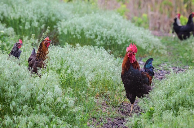 Poulets et un coq