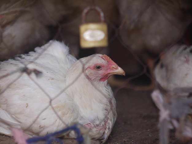 Les poulets dans la cage