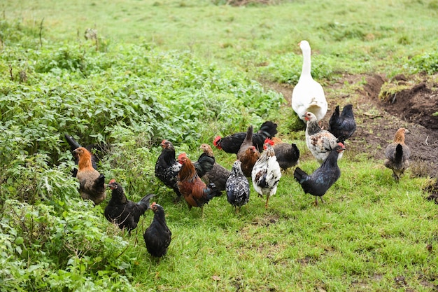 Poulets dans la cour avec oie blanche