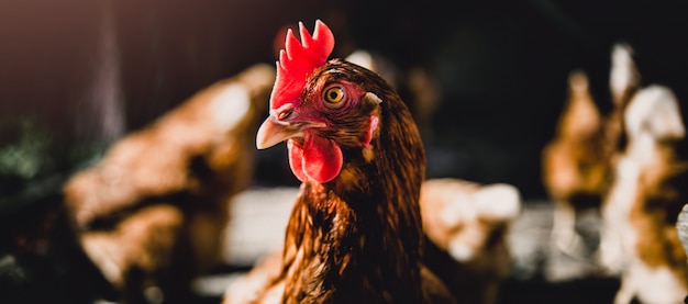 Poulets Dans Une Ferme Avicole