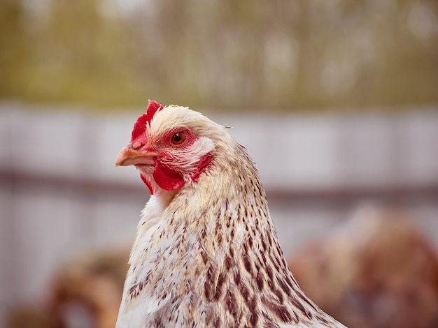 Poulets dans une ferme traditionnelle.