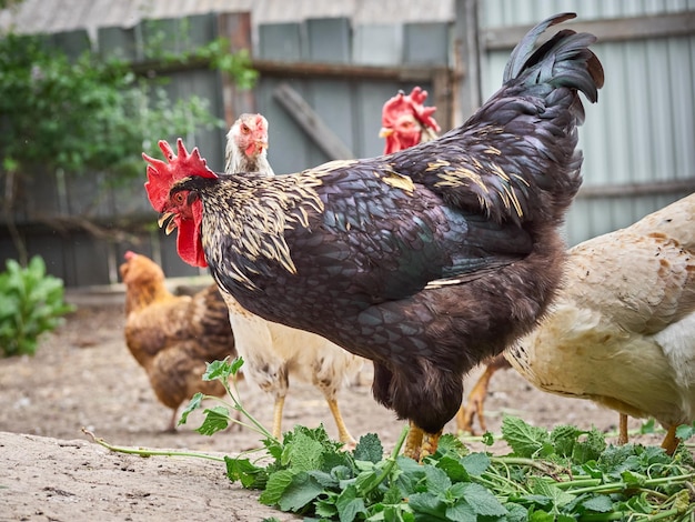 Poulets dans une ferme traditionnelle