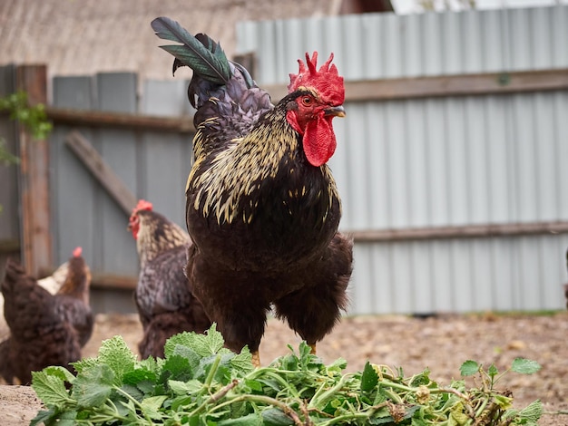 Poulets dans une ferme traditionnelle