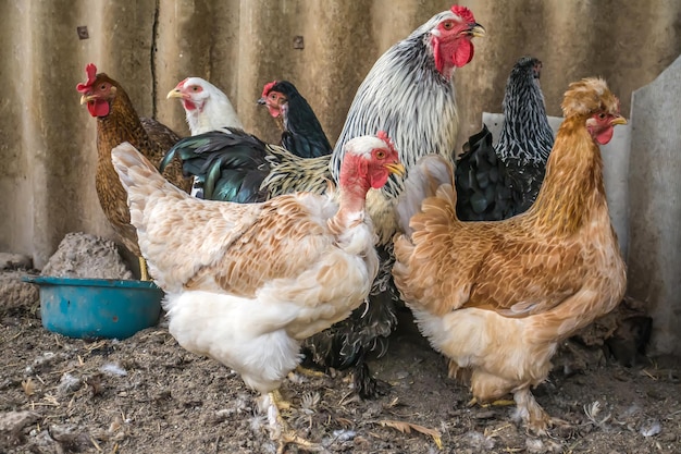 Poulets dans un poulailler Ferme de subsistance dans le village