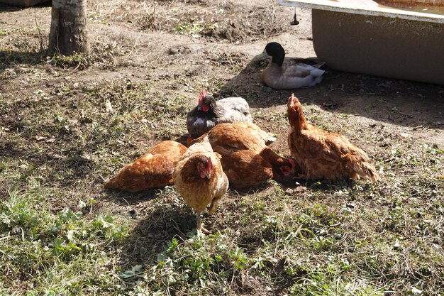 Photo poulets dans le poulailler sauvage mobile dans le jardin, poulets et coq à la maison