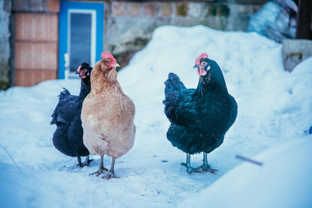 Poulets dans le propre jardin l'hiver avec de la neige