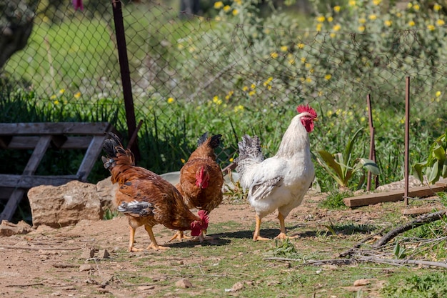 Des poulets domestiques paissent sur la pelouse de la cour lors d'une journée de printemps ensoleillée