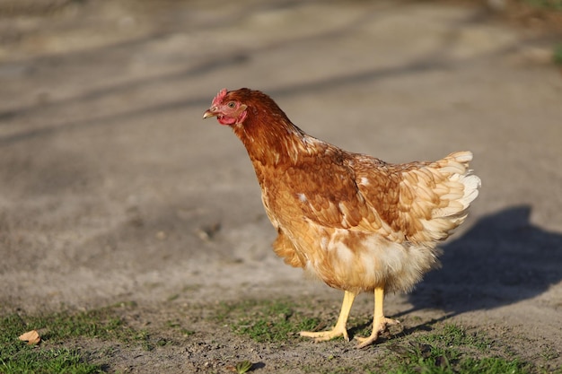 Les poulets du village marchent et paissent