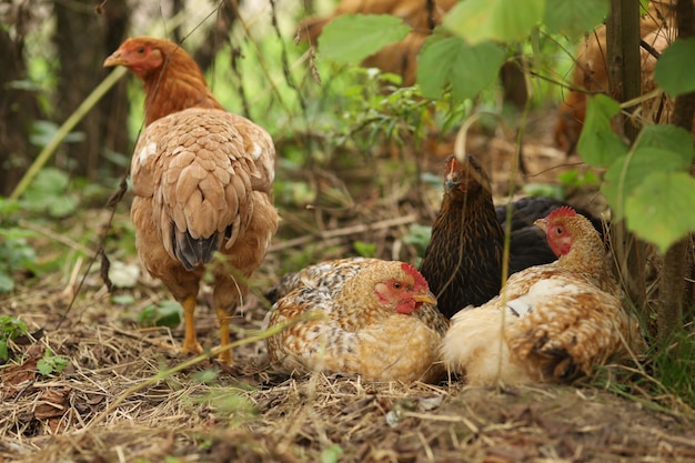 Les poulets du village se reposent dans la cour