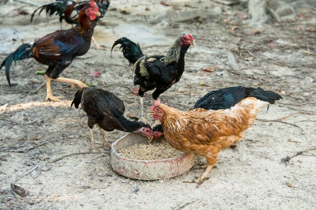 Poulets de ferme mangeant du paddy et du son pour le plateau de nourriture