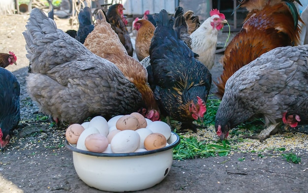 Poulets à la ferme et œufs dans un bol