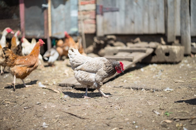 Poulets à la ferme