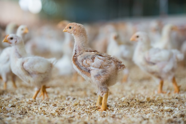 poulets à la ferme