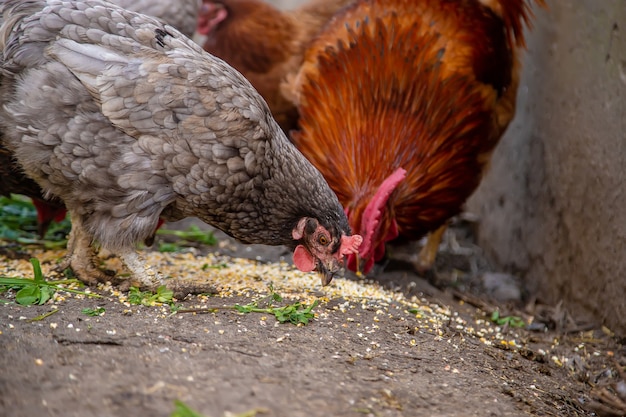 Poulets à la ferme