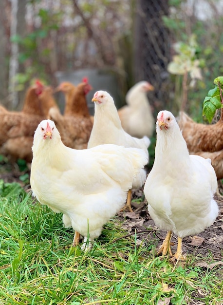 les poulets de la ferme