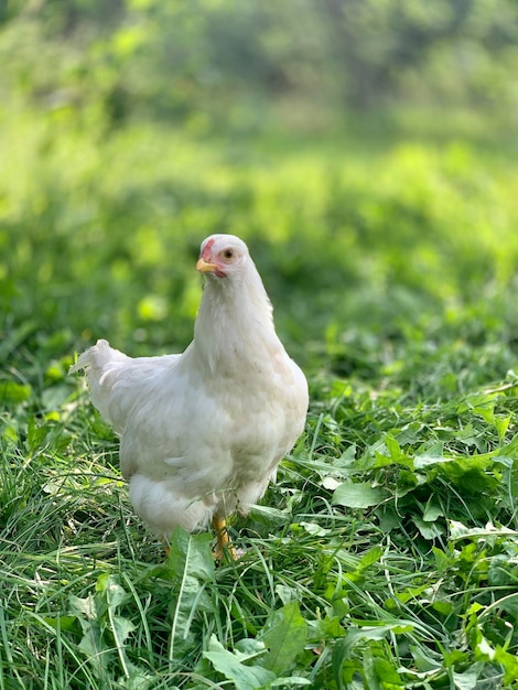 les poulets de la ferme