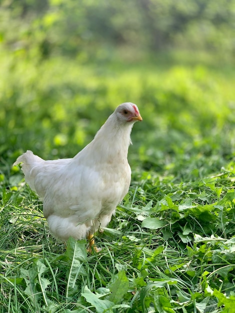 les poulets de la ferme