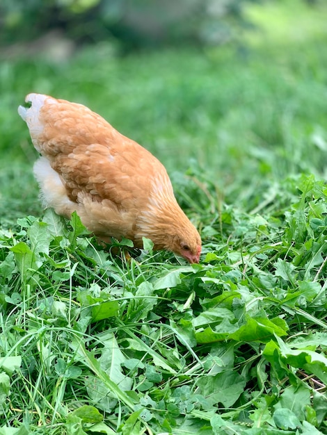 les poulets de la ferme