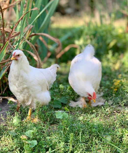 les poulets de la ferme