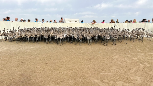 Poulets flamants roses dans l'enclos qui sonne