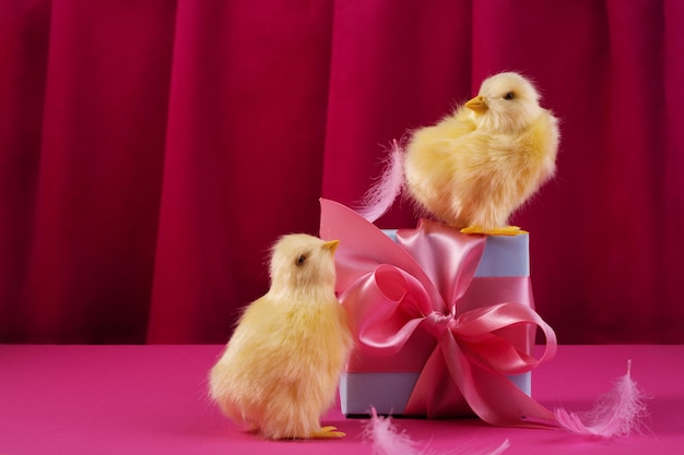 Des poulets jaune vif avec des œufs de pâques et une boîte-cadeau contre le rideau de couleur framboise foncé. Nature morte à la lumière dure à la mode.