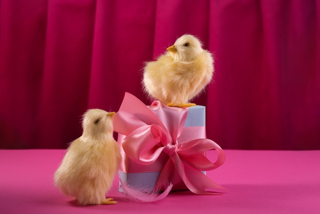 Des poulets jaune vif avec des œufs de pâques et une boîte-cadeau contre le rideau de couleur framboise foncé. Nature morte à la lumière dure à la mode.