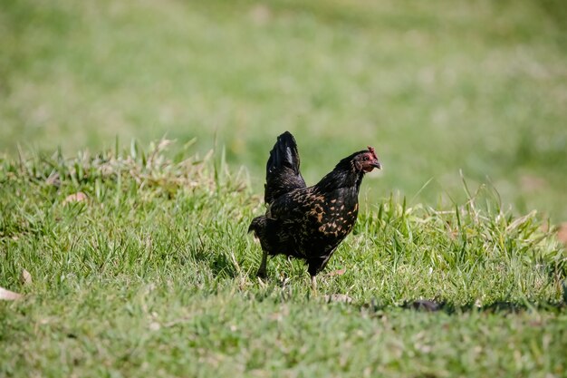 Poulets mangeant le buisson de divers types et tailles sur l'herbe dans le domaine